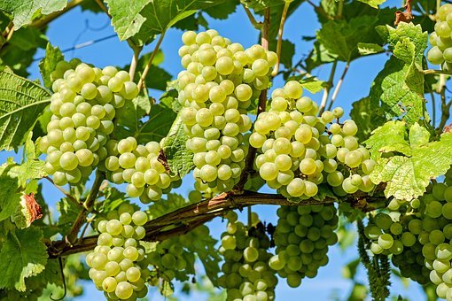 grapes-2656259--340-1