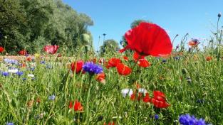 mohn2-2